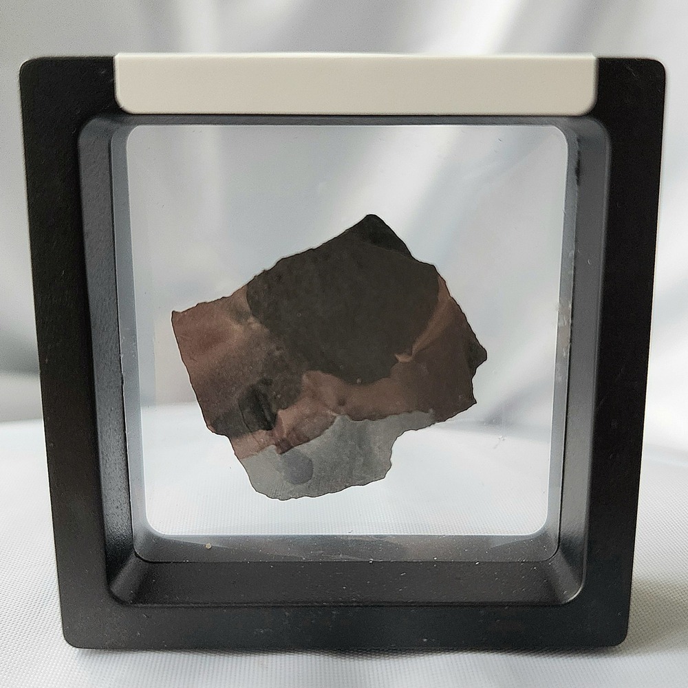 Unique Rare Carboniferous Coal Era Fossil From World Famous Union Chaple Mine OG